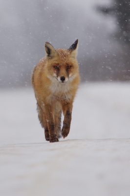 Ik had deze vos 2 jaar geleden eerder gezien en dat leverde een vage foto op. Ik maakte wel even een vreugdesprongetje toen ik haar weer zag en in deze omstandigheden kon fotograferen.