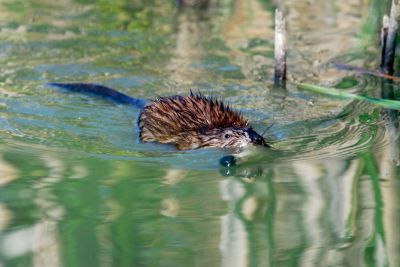 Mijn eerste bijdrage op Nederpix. Behalve vogels probeer ik ook de andere natuur vast te leggen. Tijdens het fotograferen van een Waterral vanuit de kluut zwom deze rat af en aan met rietstengels om zijn nest mee te bouwen.