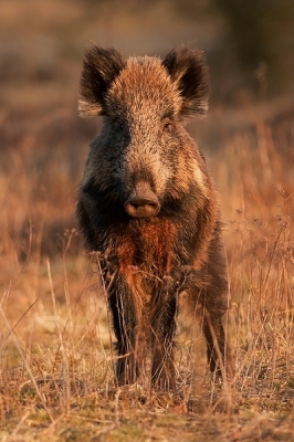 Eindelijk was vanavond raak! Ik had een gedenkwaardige ontmoeting met een prachtig wild zwijn... In het laatste zonlicht poseerde het schitterend dier voor de camera, waarna het rustig verder liep. Ik was volledig gecamoufleerd en mocht het zwijn tot op zo'n 25 meter afstand naderen. Het zwijn bleef rustig door zoeken naar eten, totdat zij het gevoel kreeg dat er iets voor haar stond... Ze keek mij recht aan, maar ze kon door de camouflage geen mens onderscheiden. Doordat ze het niet vertrouwde liep ze rustig het bos in... Maar ik heb mijn platen! Wow, wat ben ik blij!