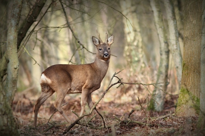 wandelend door het bos kwam ik deze bok tegen, hij had me wel gezien, maar bleef toch even staan voor de foto.