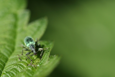 Deze was flink aan de wandel, maar de foto heeft wel wat aparts...
Canon350D, Tamron 180mm macro, 1/500, F5.6, iso200, full frame.