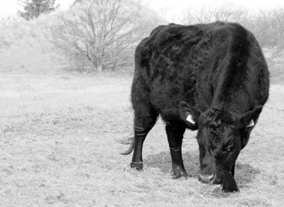 Tijdens de roetroute in Schoorl kwam ik deze Black Aberdeen Angus tegen.