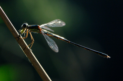Om een uur of zeven in de avond deze plaat geschoten.
2 stops onderbelicht met 105 mm macro.
Het lijkt op een etentje bij kaarslicht.
De naam van het gerecht is niet te achterhalen.