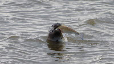 Een koude pier, weinig volk, op de terugweg, en dan komt deze zeehond even laten zien wat hij gevangen heeft. Leuk momentje.