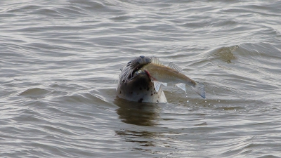 Een koude verlaten Zuidpier, op de terugweg en dan komt deze zeehond even laten zien wat hij gevangen heeft! Leuk moment.
