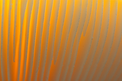 <i class='fa fa-user'></i>&nbsp;Frank+Jolanda Timmermans&nbsp;| Vliegenzwam&nbsp; <i class='fa fa-eye'>&nbsp;254</i> &nbsp; <i class='fa fa-comment-o'>&nbsp;10</i>