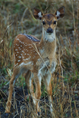 Omdat het hier nog niet zo wil vlotten met de lente... hierbij een foto van de lente in India. De meeste axisherten hadden kalfjes, al begreep ik van de gids dat in India 2 keer per jaar gekalfd wordt. Het zijn erg leuke diertjes om te zien.