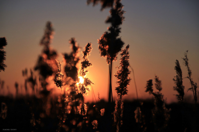Tijdens de zonsondergangen waar de luchten rood worden heb ik de zon verstopt achter een rietbloem om zo de prachtige lucht weer te geven en de kleuren zijn werk te doen