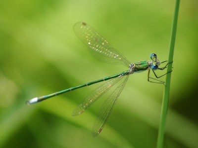 Tijdens een libellentocht - georganiseerd door Natuurpunt - werd deze vrij zeldzame juffer gespot. Ook de prachtige Venglazenmaker werd waargenomen, maar daar heb ik geen Nederpix-quality foto van.