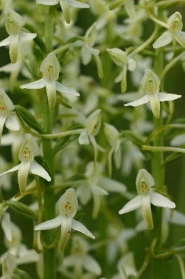 Deze foto is gemaakt van een viertal planten die 
dicht bij elkaar staan. Het is altijd bijzonder om deze Orchis te fotograferen.