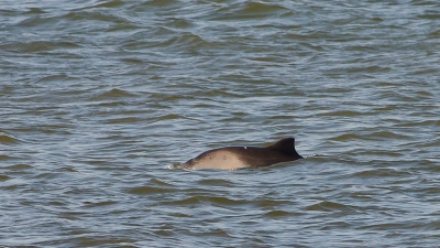 De bruinvissen waren duidelijk aanwezig langs de Zuidpier. Op ca. 100 meter afstand kliefden ze door de golven.
Deze foto laat het beeld zien wat te zien was van deze pracht dieren.