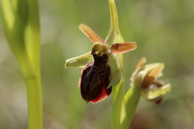 Ook bij deze Ophrys vertrouw ik op de experts, deze drie orchissen vond ik op een tiental meters van elkaar, zou kunnen dat ze hetzelfde naampje krijgen.