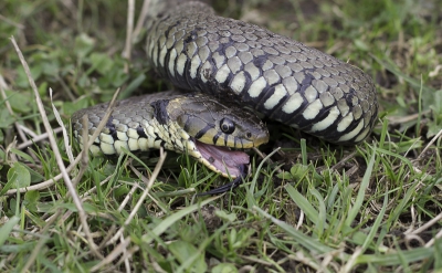 Vandaag naar de Blauwe kamer geweest vanwege de hogere temperatuur. Zonnetje was nog niet doorgekomen, toch 4 slangen gespot.