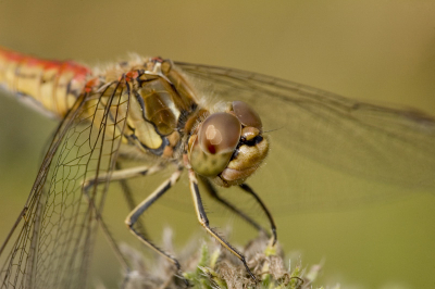 Sigma 150mm macro
ISO 400
1/250 sec
F6,7