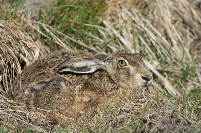 Mooi verdekt in het hoge gras en vanaf een afstandje bijna niet zichtbaar. 

De gehele haas geplaatst en gisteren een uitsnede.