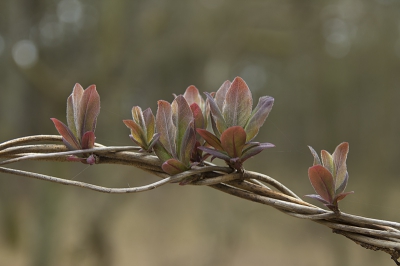 Met alle drukte van een afstudeeropdracht weinig tijd voor fotografie. Maar soms wordt een mooi plaatje je op een presenteerblaadje aangeboden (pun intended).