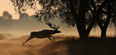 Eentje uit 2011.
Na een aantal herten gefotografeerd te hebben, ging ik nog een stukje over de heide wandelen totdat deze meneer opeens vanaf de linkerkant mijn pad kruiste. Snel de camera in aanslag en afdrukken in de hoop op een mooie foto. Het was vroeg in de ochtend (07.30) maar door het tegenlicht was er meer dan genoeg licht voor een snelle sluitertijd en klein diafragma.

www.natuurpictures.nl