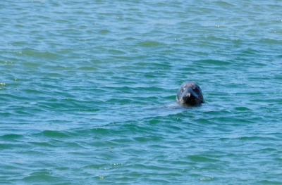 Bij de sluis aan de zee zijde van de dam zwommen 3 zeehonden, die heel af en toe even boven water kwamen. eigenlijk heel erg dat dit voor mij de eerste keer was dat ik ze zag, terwijl dat ik er vlak bij woon.