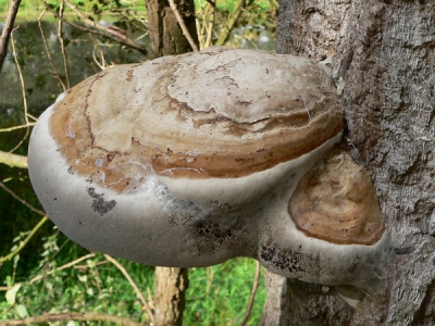 <i class='fa fa-user'></i>&nbsp;Henk van den Born&nbsp;| Roodgerande Houtzwam&nbsp; <i class='fa fa-eye'>&nbsp;173</i> &nbsp; <i class='fa fa-comment-o'>&nbsp;1</i>