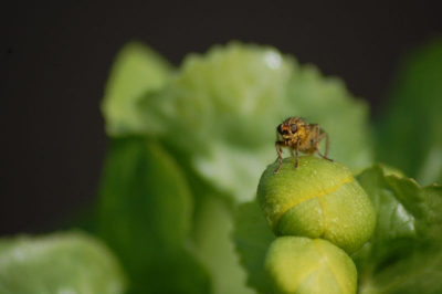 Tijdens deze prachtig zonnige dag een poos bij wat Dotterbloemen gezeten. Insecten vlogen af en aan, zo ook deze strontvlieg...
