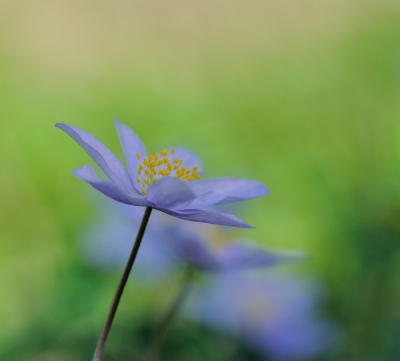 Midden op de dag, erg zonnig voorjaarsweer vonden we voornamelijk witte bosanemonen. Een groepje blauwe trok onze aandacht. Ze stonden in de zon en om diffuser licht te krijgen een witte paraplu gebruikt tussen de bloemen en de zon in.