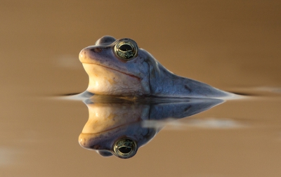 Slechts drie dagen hebben we dit jaar kunnen genieten van de heide kikkers, maar gelukkig hebben we de foto's nog