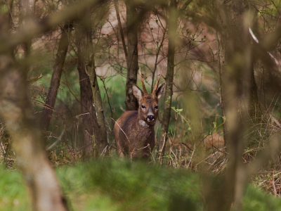 "Doorkijkje"
Deze ree stond mooi in de begroeiing.  Goed moeten mikken om de ree een beetje bloot te krijgen. Geprobeerd om de takken en bomen als kader te gebruiken. Sommigen zullen het misschien niks vinden, maar ik houd er wel van om dieren in hun omgeving weer te geven.