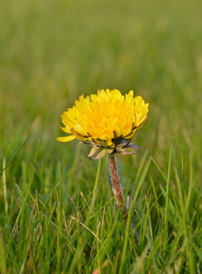Nikon d5200 met 18-105 objectief. ISO 1250. 105mm. f/9.0. 1/400.