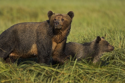 Resultaat van een trip naar de Knight Inlet, BC, Canada. Een van de hoogtepunten van de reis. Moeder en cub grizzly aan het lopen in het lange gras langs een zalmrivier. De eerste en enige keer met goed licht.

Details: 1Dmk2 + 500, handheld from boat, full frame