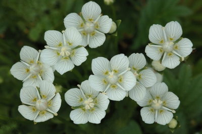 Parnassia is n van mijn favoriete planten. In de Vallei in Hoek van Holland staan op het ogenblik honderden planten te bloeien. Door de hite van de afgelopen weken zijn er helaas ook veel verdord.