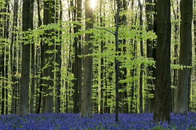 Vandaag stond ik om kwart voor zeven in het Hallerbos.
Het gouden uurtje was net voorbij, maar toch heb ik bij deze opname nog gebruik kunnen maken van het zonnetje dat door de bomen scheen.