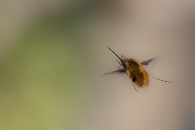 Gisteren is een uurtje gaan zitten om deze insect vliegend te platen.
Veel weg moeten gooien, dit is n van de betere.