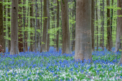 De Beukenblaadjes waren vorige week nog niet te ver ontwikkeld zodat je de mooie blauwe gloed op de bodem van het bos kon zien.