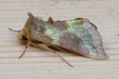 <i class='fa fa-user'></i>&nbsp;Jaap Schelvis&nbsp;| Koperuil&nbsp; <i class='fa fa-eye'>&nbsp;252</i> &nbsp; <i class='fa fa-comment-o'>&nbsp;1</i>