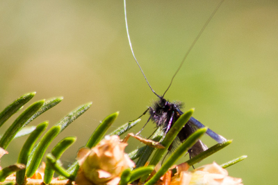 Deze ochtend eropuit getrokken om wat foto's te maken met het mooie weer, toen kwam ik ook deze tegen. Ik ben hem al vaker tegengekomen, maar nu moet ik toch echt weten wat het is, een goed insecten boekje heb ik namelijk nog niet. 
Foto is ook niet helemaal wat het zou moeten zijn, hopelijk wel genoeg detail voor determinatie, anders heb ik nog wel een foto vanuit een andere hoek. De voelsprieten heb ik niet helemaal meegenomen, die waren me te lang.. 

Wie kan mij helpen? :)