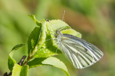 Tijdens de heerlijke wandeling vanochtend kwam deze even poseren. Ben pas sinds kort ook insecten gaan fotograferen (hiervoor enkel vogels, vandaar de telelens), maar ben er wel blij mee :)