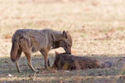 Tijdens de eerste safari s'middags in dit mooie park. We waren wat laat vertrokken en zagen deze Jakhalzen op grote afstand. Omdat ze onze kant op bewogen gevraagd de Jeep te stoppen. Uiteindelijk gingen ze niet al te ver van ons vandaan liggen.