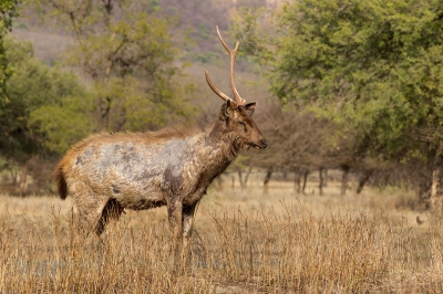 Tijdens middagsafari zagen we deze Sambar. Door de gevechten van de bronsperiode is hij aardig toegetakeld.