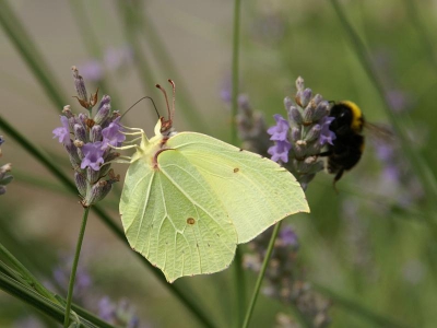 De lavendel van de buren zat vol hommels en koolwitjes.
Maar deze vlinder bleef netjse voor mijn lens zitten.