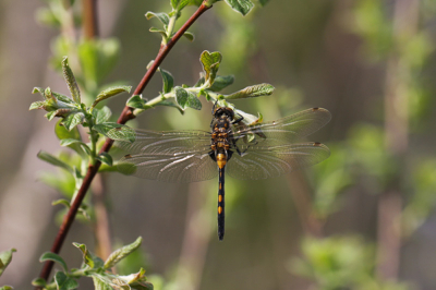 Deze foto is gemaakt met een canon eos 40D met canon 100mm Macrolens