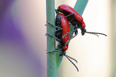 Ben nog druk met de Leliehaantjes. Gisterochtend vroeg kon ik een statief neerzetten tussn de planten zonder dat ze zich lieten vallen van het blad en heb ik een paar opnames kunnen maken.  Ik kon helaas geen staande opname meer maken. De paarse achtergrond wordt veroorzaakt door verwelkende kievitsbloemen.