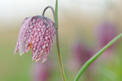 Met een groepje medepixers o.b.v. Ton Valk kievietsbloemen gefotografeerd. Er stond behoorlijk veel wind. De grote aantallen kievietsbloemen maakte het kiezen gek genoeg soms lastig. Van kersenpittenzak vanaf de grond gefotografeerd. Mogelijk zijn jullie al verzadigd van de kievietsbloemen, maar ik wil jullie een paar foto's niet onthouden. Feedback welkom.