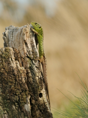 Aan het begin van de avond met een zacht zonnetje zag ik deze hagedis het boomstammetje op kruipen, snel wat fotos gemaakt terwijl hij verder omhoog kroop, bleef daarna rustig op de uitkijk zitten.