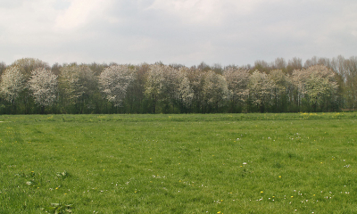 Dit is mijn werkplek! Ik loop dagelijks in dit bos met mijn hondenuitlaat service. Iedere dag zie ik dit plaatje: bloeiende sleedoorn in de bosrand. Daar moest natuurlijk een foto van komen!