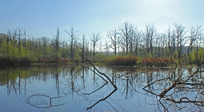 De Zeezuiper is het overblijfsel van een moerasgebied dat na verdroging weer onder water is gezet. Daardoor is een deel van het bos 'verdronken', wat te zien is op de foto.