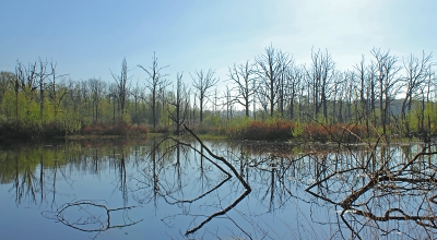 De Zeezuiper is het overblijfsel van een moerasgebied dat na verdroging weer onder water is gezet. Daardoor is een deel van het bos 'verdronken', wat te zien is op de foto.