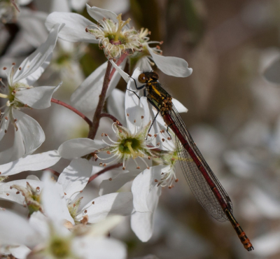 Deze foto is genomen met een canon eos 40D met canon 100mm macrolens