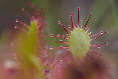 De zonnedauw is al weer helemaal klaar voor de ontluikende insectenwereld.