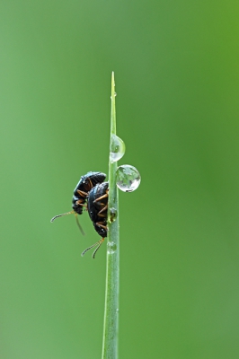 Gisteravond na een forse regenbui opnames gemaakt van de kevertjes die van de Gele lis vreten. Als ik het goed heb is het een primeur op NP. Zeldzaam lijken deze bladhaantjes me niet, ik heb er tientallen op de lissen zitten.