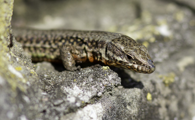 In Maastricht zit de enige populatie muurhagedissen van Nederland, deze warmde zich lekker in het zonnetje op (4 gezien die dag).